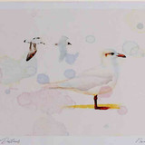 A4 meditteranean gull winter
