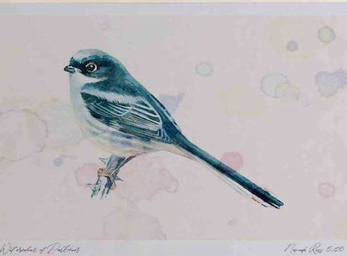 A4 long tailed tit juvenile