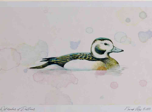 A4 long tailed duck female nonbreeding plumage