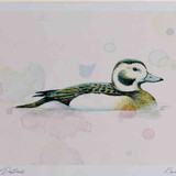 A4 long tailed duck female nonbreeding plumage