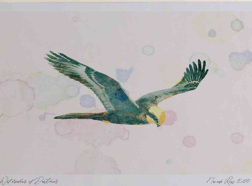 A4 marsh harrier juvenile.jpg