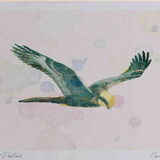 A4 marsh harrier juvenile
