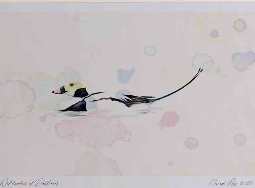 A4 long tailed duck male breeding plumage