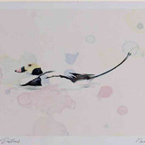 A4 long tailed duck male breeding plumage