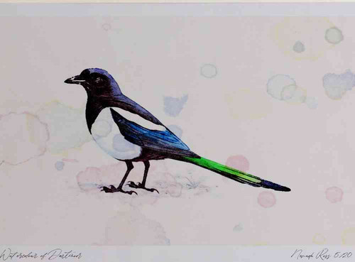 A4 magpie.jpg