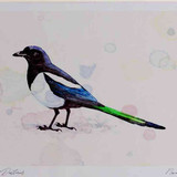 A4 magpie