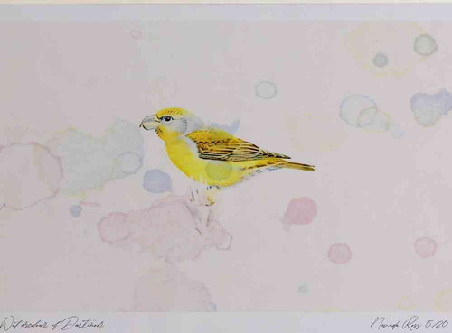 A4 parrot crossbill female.jpg