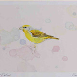 A4 parrot crossbill female