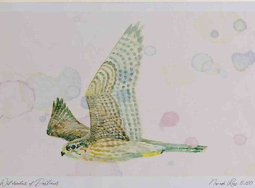 A4 merlin adult female inflight.jpg