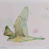 A4 merlin adult female inflight