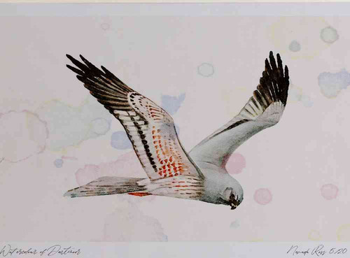 A4 montagu s harrier male inflight.jpg