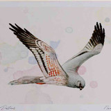 A4 montagu s harrier male inflight