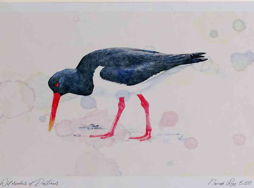 A4 oystercatcher.jpg