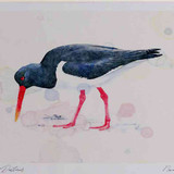 A4 oystercatcher