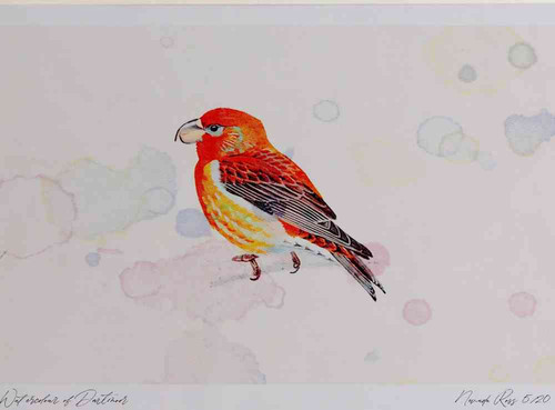 A4 parrot crossbill male.jpg