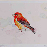 A4 parrot crossbill male