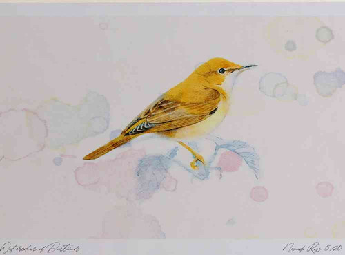 A4 marsh warbler.jpg