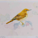 A4 marsh warbler
