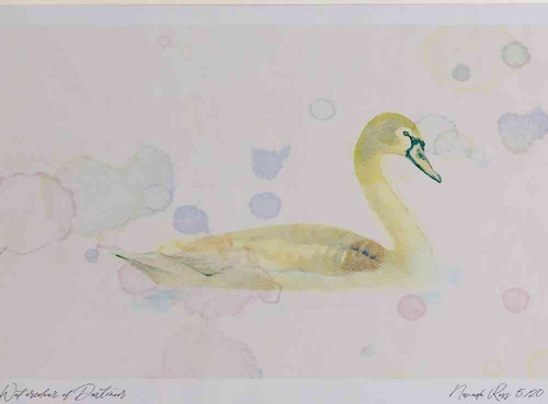 A4 mute swan juvenile.jpg