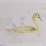 A4 mute swan juvenile