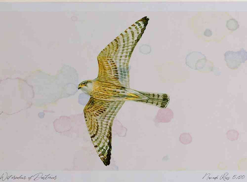 A4 merlin adult male inflight.jpg