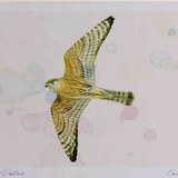 A4 merlin adult male inflight
