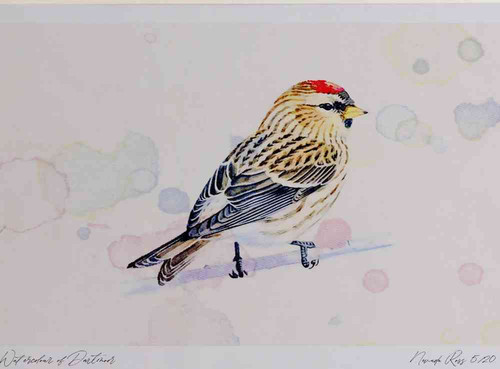 A4 mealy redpoll.jpg