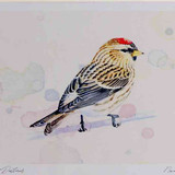 A4 mealy redpoll