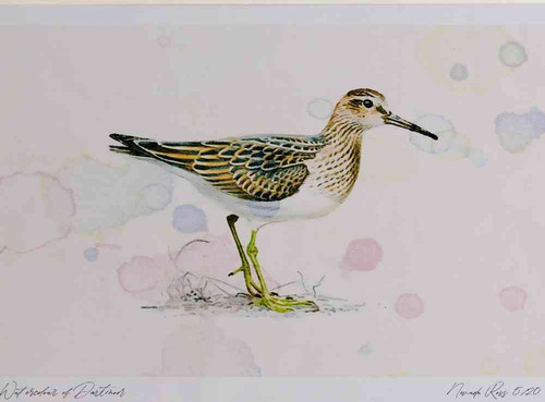 A4 pectoral sandpiper juvenile.jpg