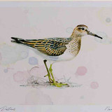 A4 pectoral sandpiper juvenile
