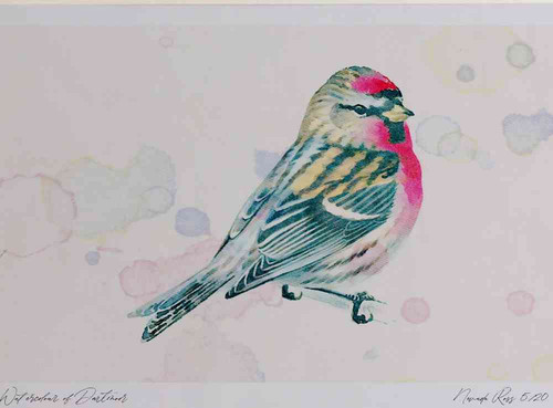 A4 mealy redpoll male breeding plumage.jpg