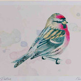 A4 mealy redpoll male breeding plumage