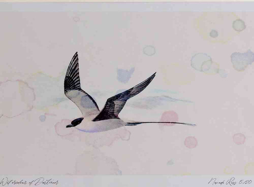 A4 long tailed skua adult