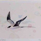 A4 long tailed skua adult