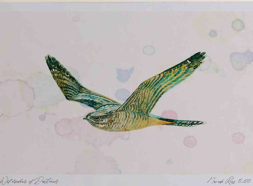 A4 nightjar female.jpg