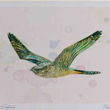 A4 nightjar female
