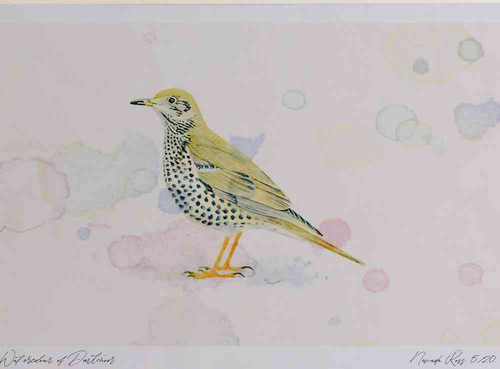 A4 mistle thrush.jpg