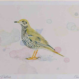 A4 mistle thrush