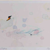 A4 mute swan adult
