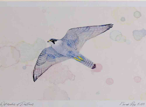 A4 peregrine adult inflight