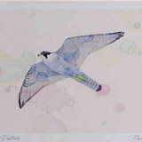 A4 peregrine adult inflight