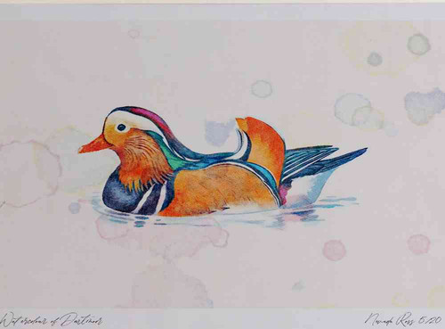 A4 mandarin male.jpg