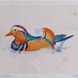 A4 mandarin male