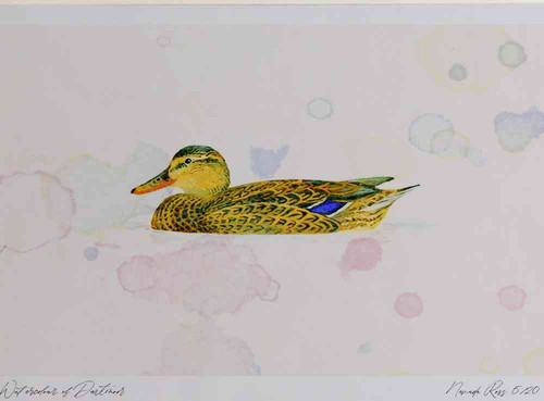 A4 mallard female.jpg