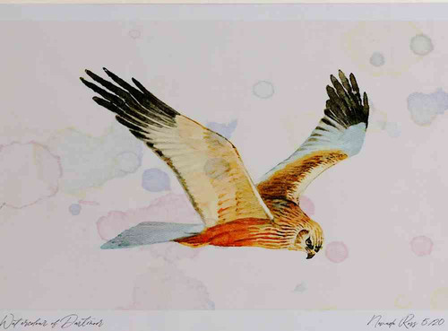 A4 marsh harrier male.jpg