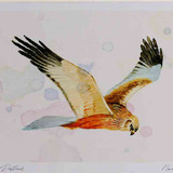 A4 marsh harrier male