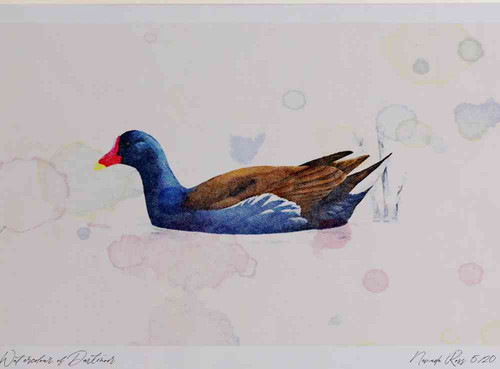 A4 moorhen adult.jpg