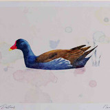 A4 moorhen adult