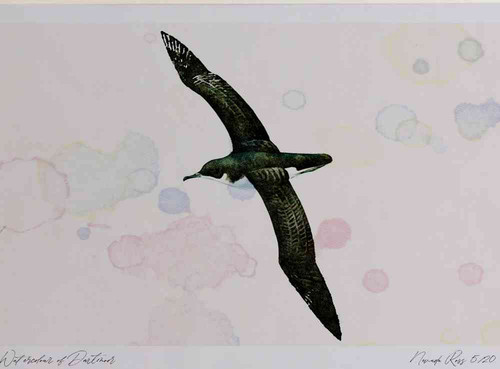 A4 manx shearwater.jpg
