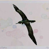 A4 manx shearwater